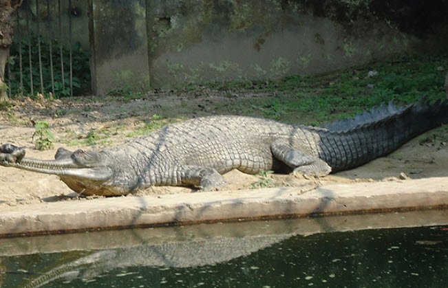 Kukrail Forest Picnic Spot Phase I, Lucknow, Uttar Pradesh - Vushii.com